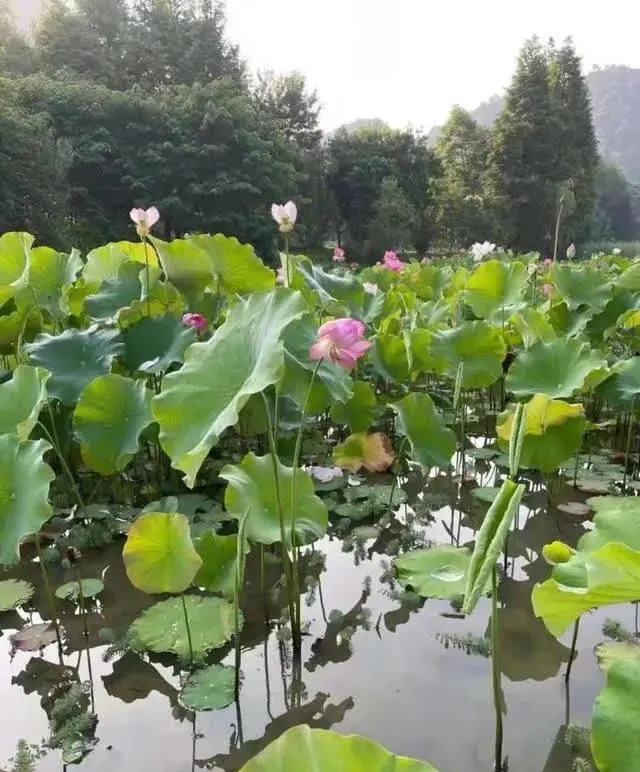 欧阳修和范仲淹的传世名句，最好背下来