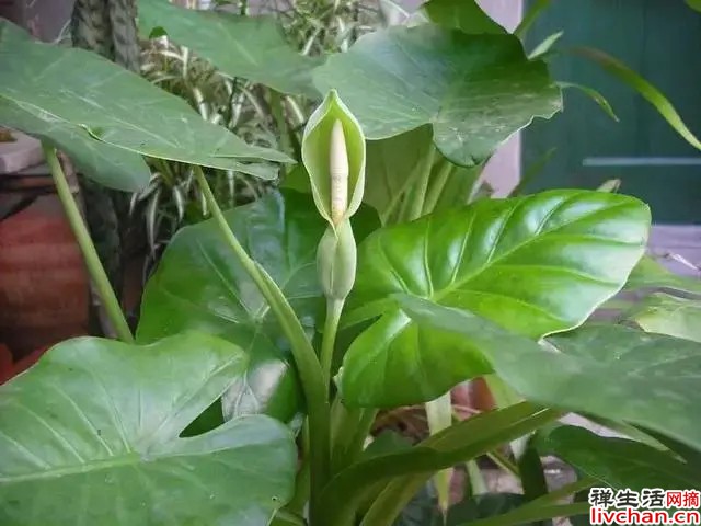 如果种的海芋，千万别乱摸乱碰，碰了就可能会中毒