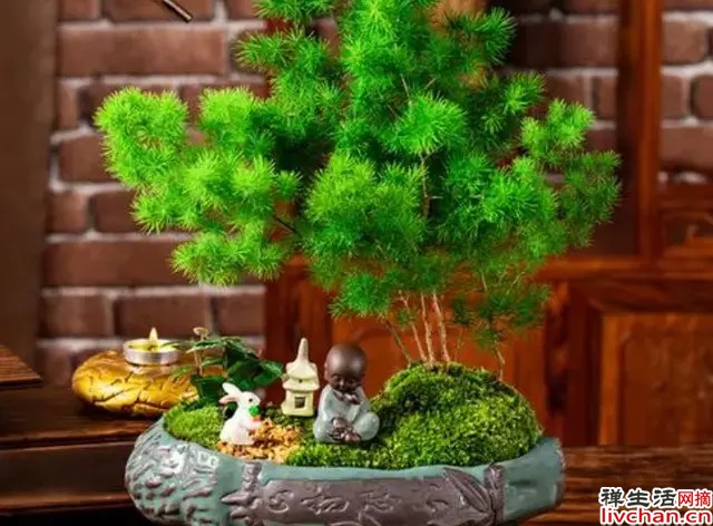 养什么花用什么肥，不能弄错，大家晓得怎么选吗？