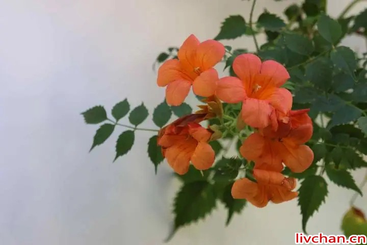 写点生活｜心里有什么，你看到就是什么