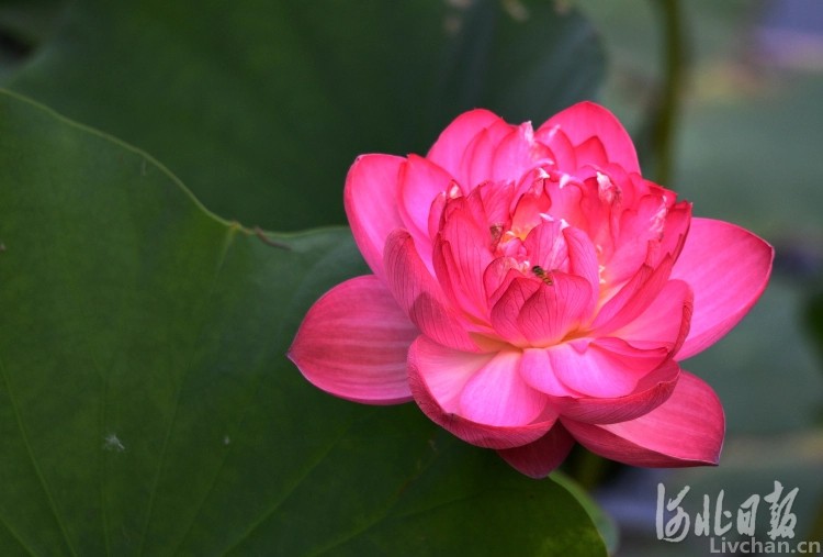 李清照的一首《清平乐》小词，不足50个字，却写尽了少年、中年和老年的心境