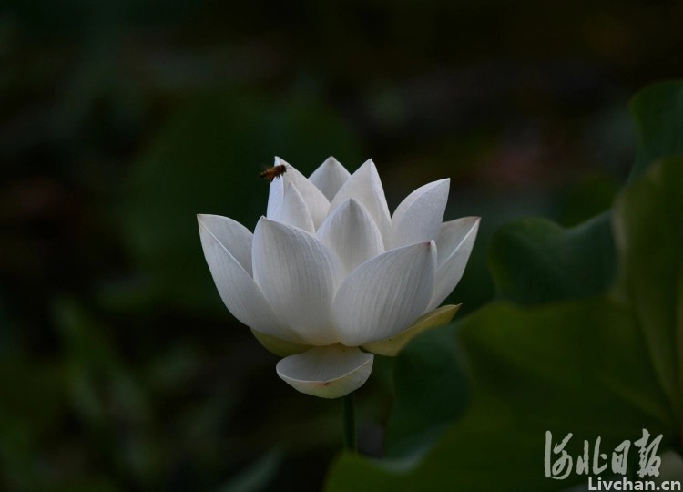 元代的一首七律，浑然一体，才子深秋感怀，充满了思乡之情
