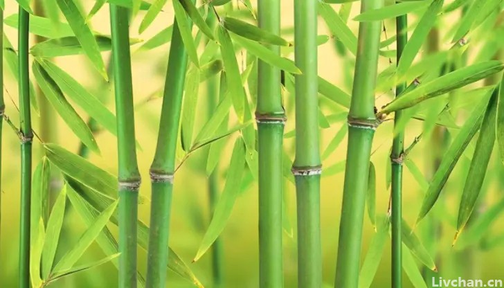 史上“最经典”的一首竹诗，郑板桥《竹石》-句句不离竹，还入选小学课本
