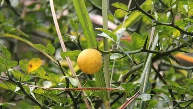 2种植物一看就“不好惹”，殊不知，农户最爱养屋后，小偷不敢进