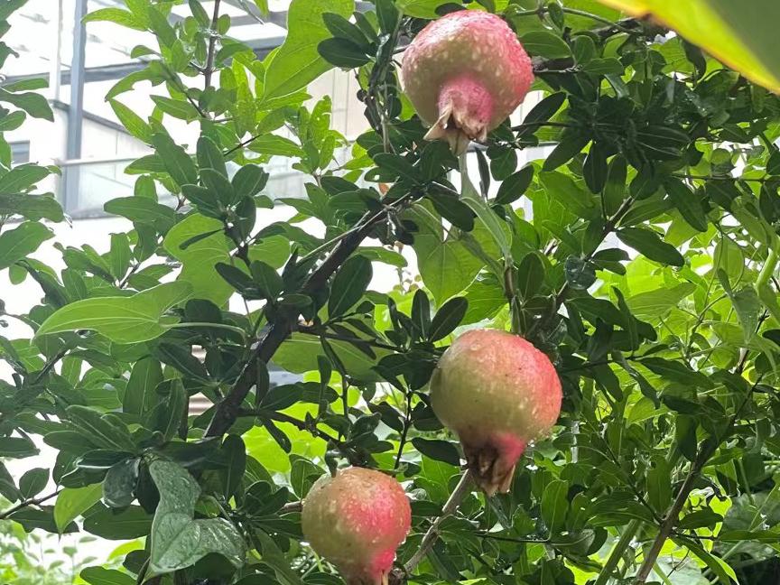 古诗页里石榴红