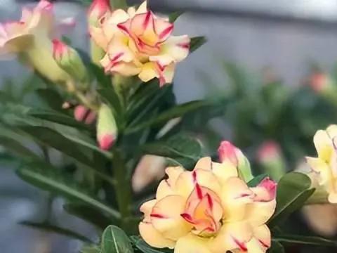 适合懒人和新手的5种花，皮实好养又耐旱，丢室外不管也能开花