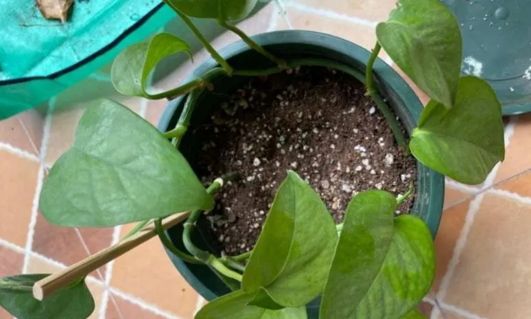 茶叶养花的用法以及好处，二次利用
