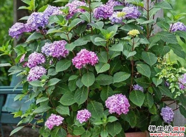 4种花，“穷养”一个冬天，春天新枝长得旺，早开花