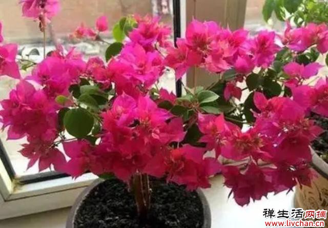 4种花，“穷养”一个冬天，春天新枝长得旺，早开花
