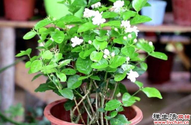 4种花，“穷养”一个冬天，春天新枝长得旺，早开花