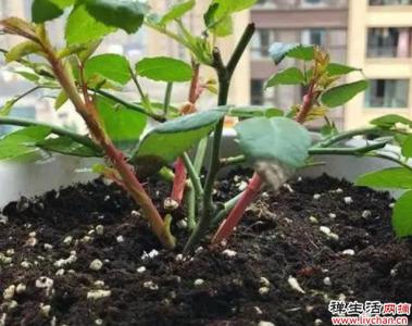 4种花，“穷养”一个冬天，春天新枝长得旺，早开花