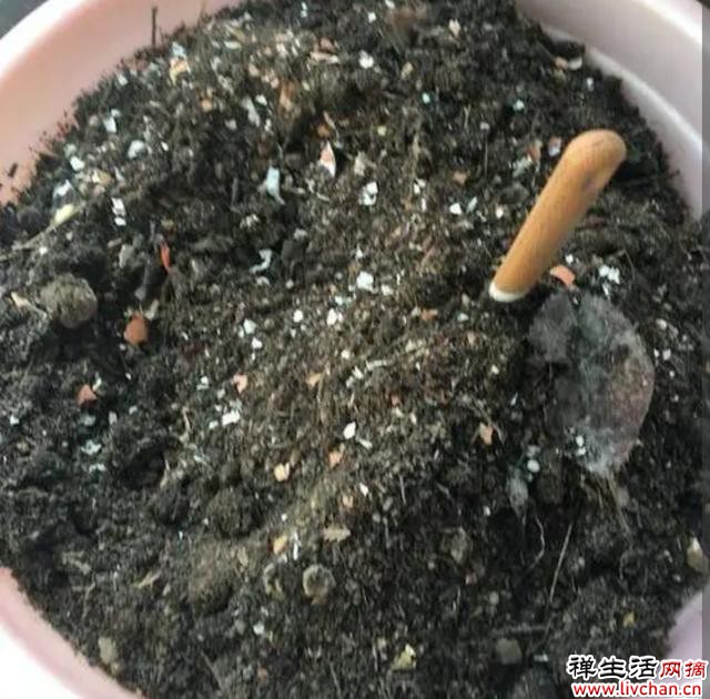 收集4种“花土”，春天养花用，松软透气养分足，啥花都长得旺
