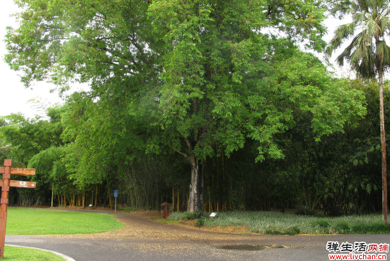 生长在云南的“钙树”，满树长“大花生”，味道极好