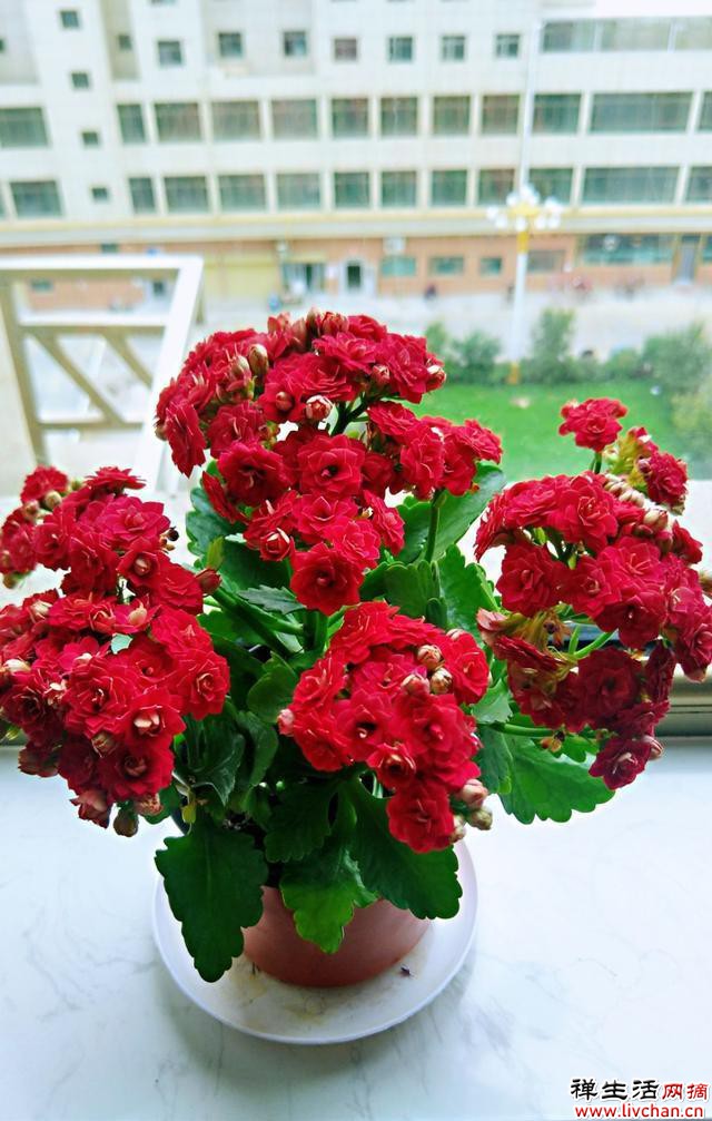 极难养死的4种花，绿萝只排最后一名