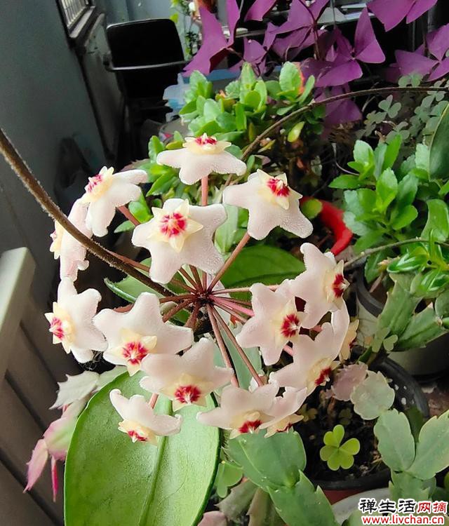 极难养死的4种花，绿萝只排最后一名