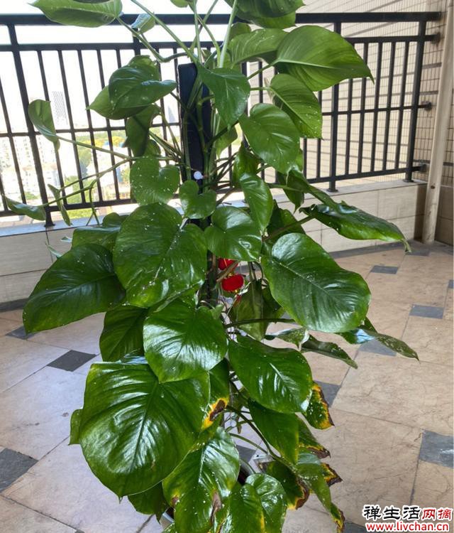 极难养死的4种花，绿萝只排最后一名