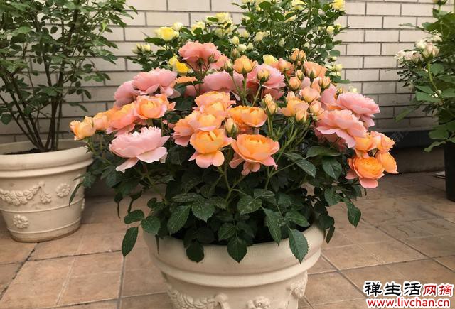 4种花不用买，路边掰点枝叶，冬季就可以扦插“繁殖”一大群