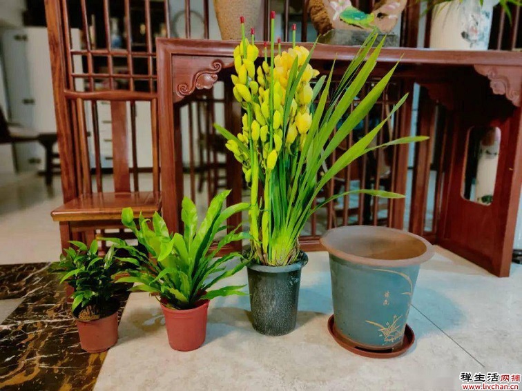 9种花是“一次性”？年前买、年后扔？