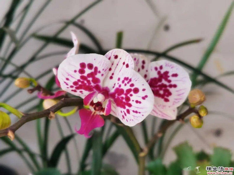 9种花是“一次性”？年前买、年后扔？