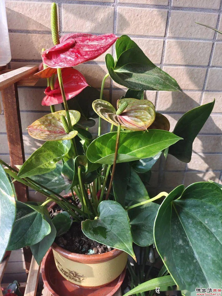 9种花是“一次性”？年前买、年后扔？
