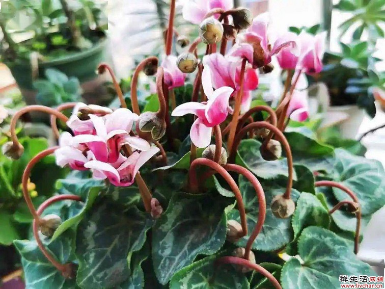 9种花是“一次性”？年前买、年后扔？