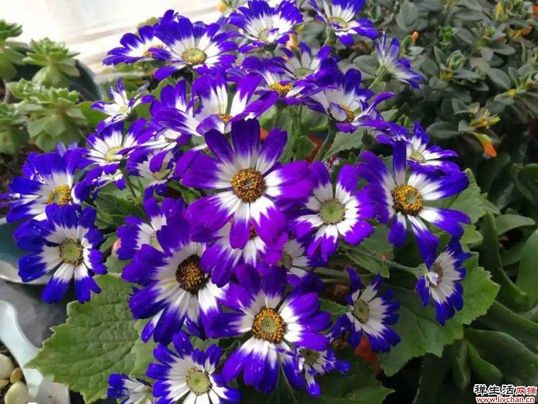 9种花是“一次性”？年前买、年后扔？