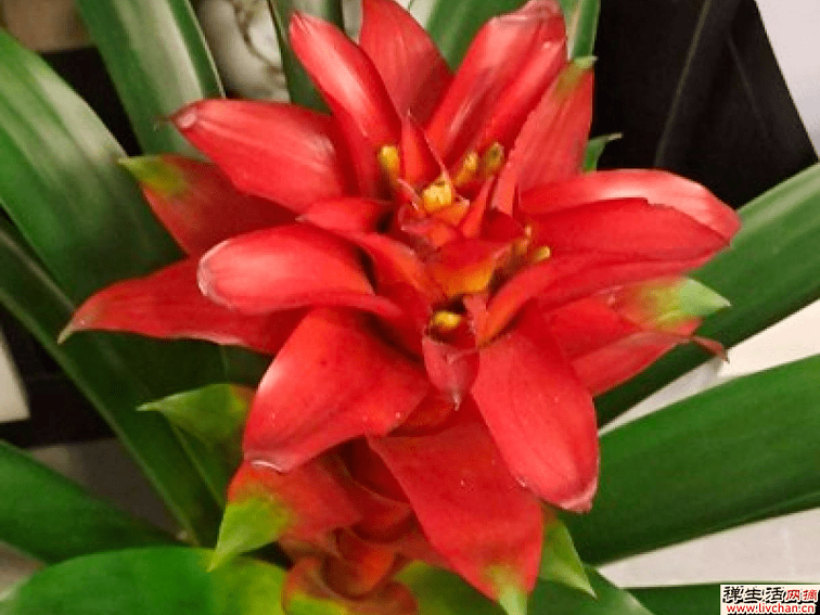 9种花是“一次性”？年前买、年后扔？