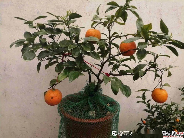 9种花是“一次性”？年前买、年后扔？
