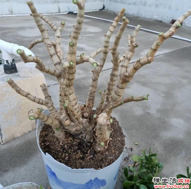 养花时，不懂这4句话的内涵得抓紧“学习”，不然太“不专业”！