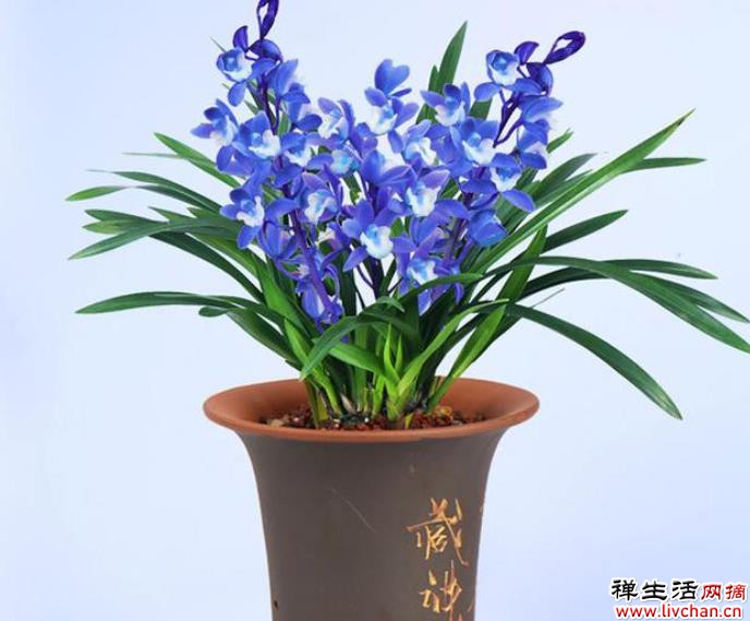 醉玲珑，高级不常见，香味浓郁，能养的都不是一般人