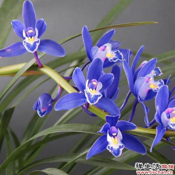 醉玲珑，高级不常见，香味浓郁，能养的都不是一般人