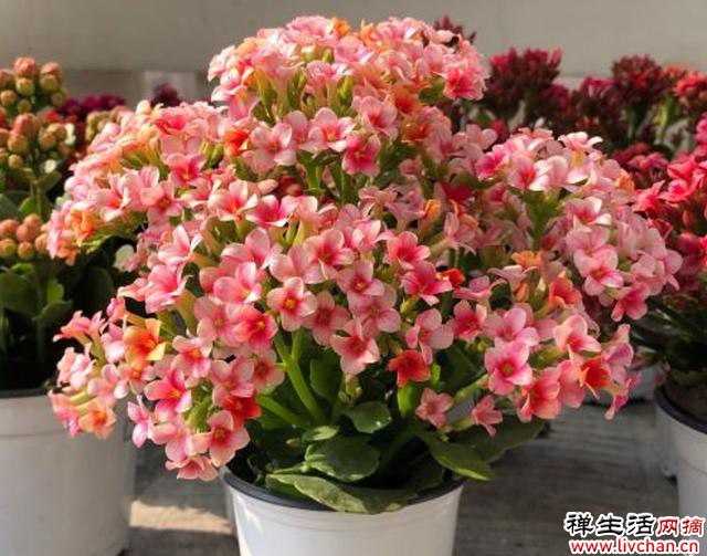 长寿花叶片小又薄？它有“四喜四怕”，养护要避开，才能长大叶