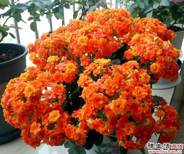 长寿花叶片小又薄？它有“四喜四怕”，养护要避开，才能长大叶