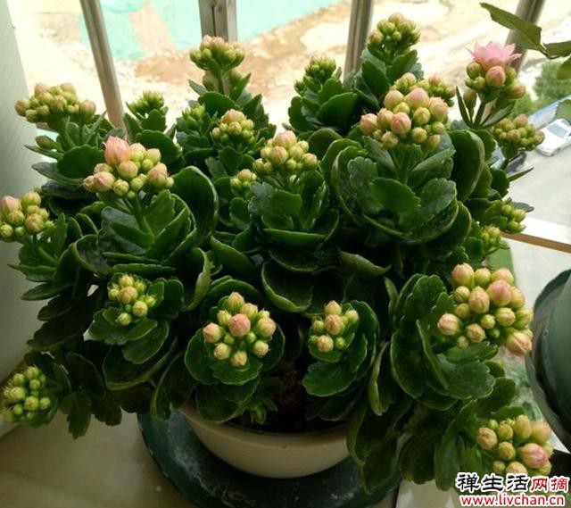 长寿花叶片小又薄？它有“四喜四怕”，养护要避开，才能长大叶