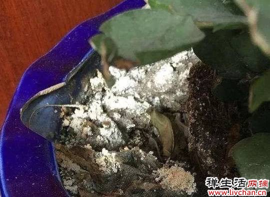 春天来了，小心花草出现这3种现象，再不换盆就等着后悔吧！