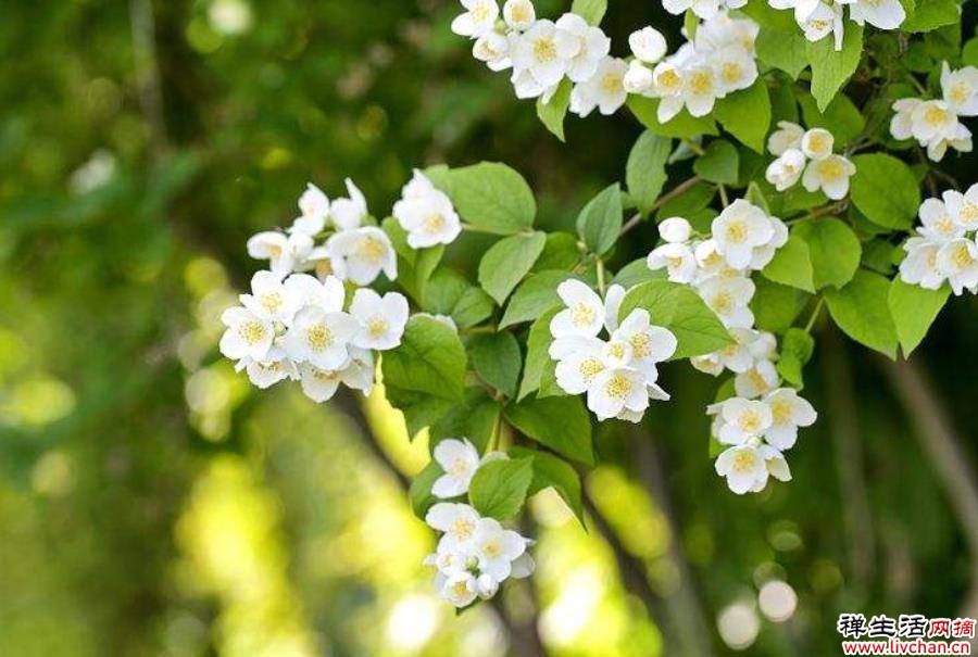 这些花就是醋坛子，7天喝一勺叶片绿油油，开花一茬接一茬