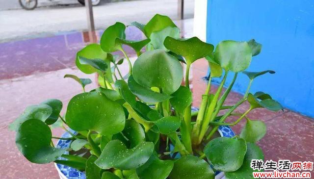 10种花“浇不死”，每天一杯水，越长越茂盛，花朵又大又多