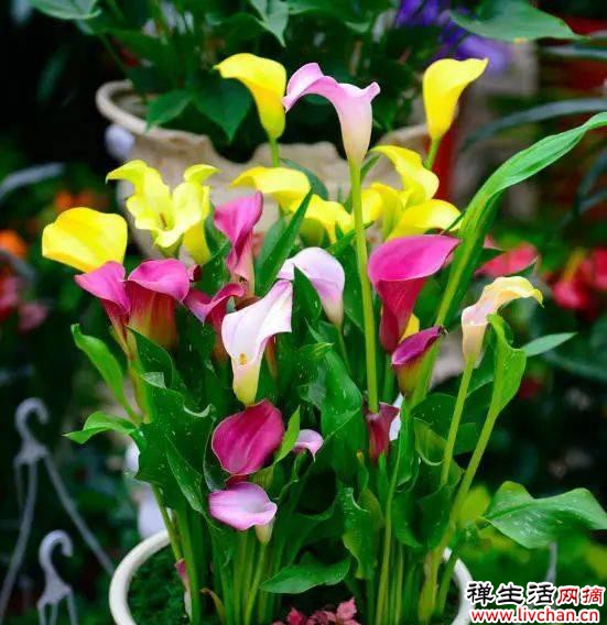 10种花“浇不死”，每天一杯水，越长越茂盛，花朵又大又多