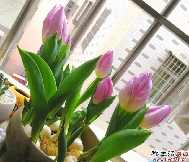 10种花“浇不死”，每天一杯水，越长越茂盛，花朵又大又多