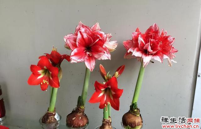 10种花“浇不死”，每天一杯水，越长越茂盛，花朵又大又多