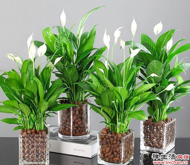 10种花“浇不死”，每天一杯水，越长越茂盛，花朵又大又多