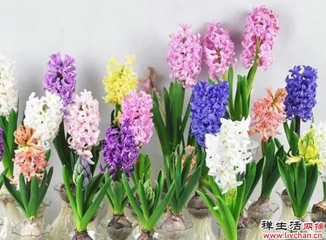 10种花“浇不死”，每天一杯水，越长越茂盛，花朵又大又多