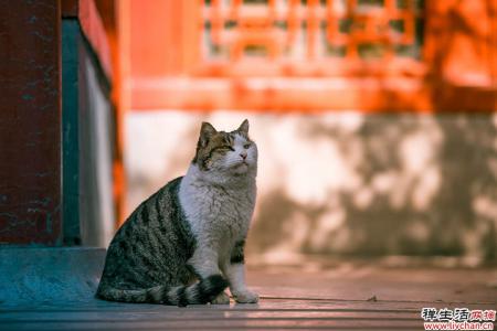 武则天禁猫的背后，暗藏着不为人知的历史真相