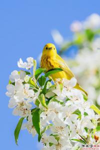 三月桃花醉春风