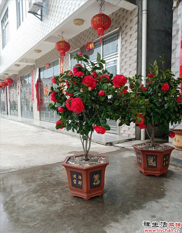 它被誉为“茶花之王”，比香水好闻，比牡丹艳丽，阳台小院都能养
