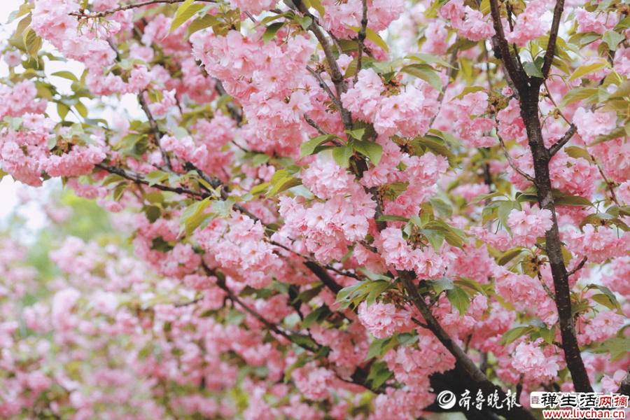 人生三境界：和颜悦色、察言观色、不动声色