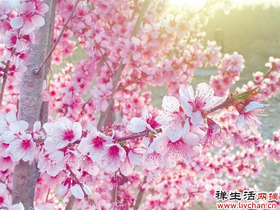 真正聪明的人：不闻人非，不视人短，不言人过！