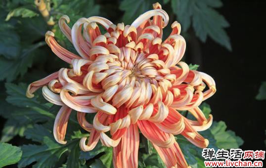 菊花的特点、养殖技巧、注意事项