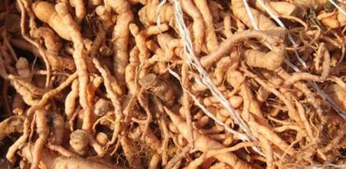 菊花的特点、养殖技巧、注意事项