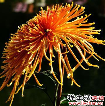 菊花的特点、养殖技巧、注意事项